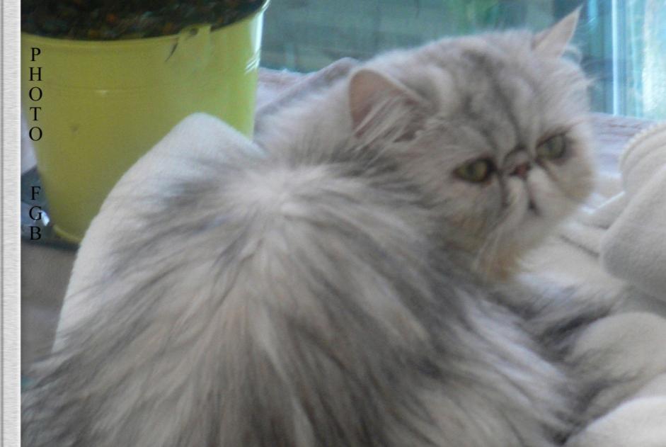 Disappearance alert Cat  Female , 14 years Champs-sur-Marne France