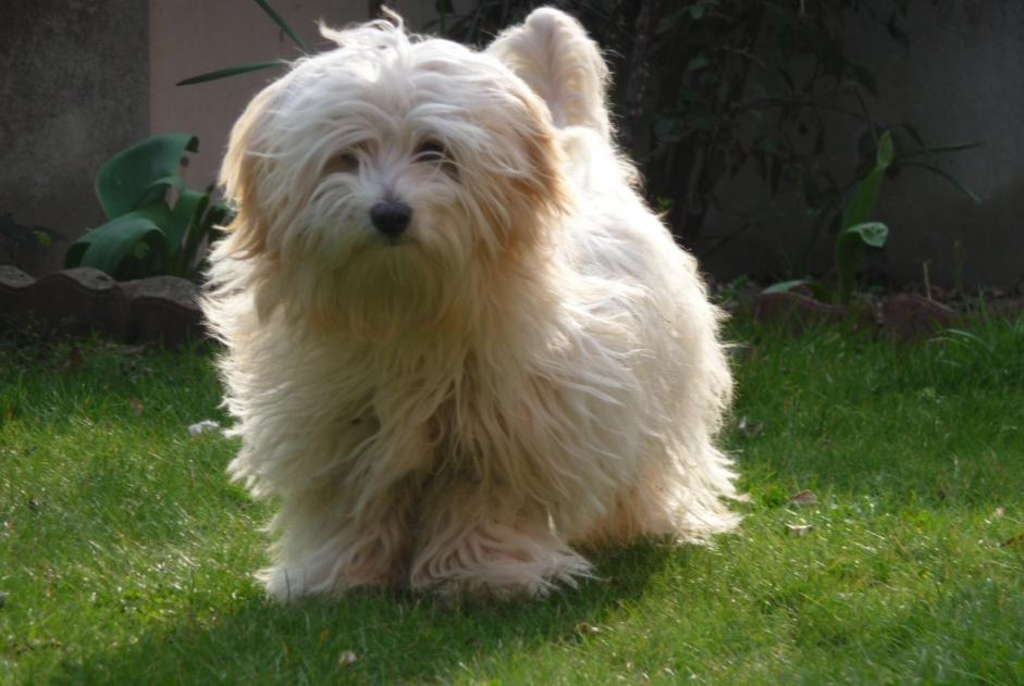 Disappearance alert Dog miscegenation Female , 13 years Rennes France