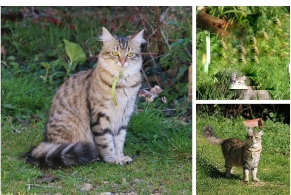 Vermisstmeldung Katze Weiblich , 4 jahre Prunay-le-Gillon Frankreich