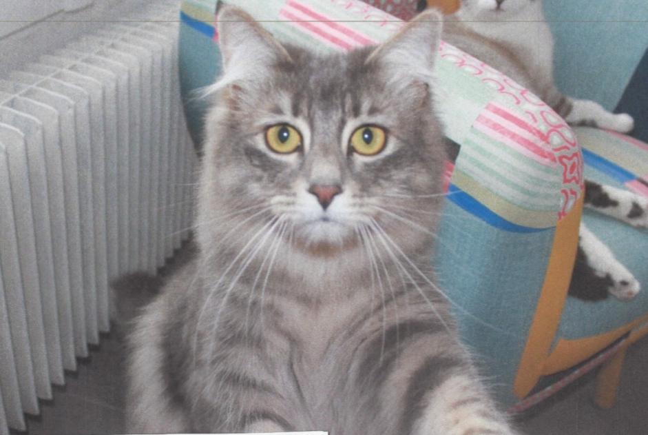 Vermisstmeldung Katze rassenmischung Männliche , 1 jahre Brou Frankreich