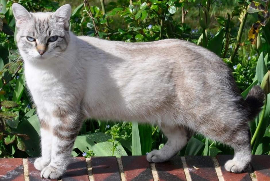Vermisstmeldung Katze  Weiblich , 2 jahre Tremblay-les-Villages Frankreich