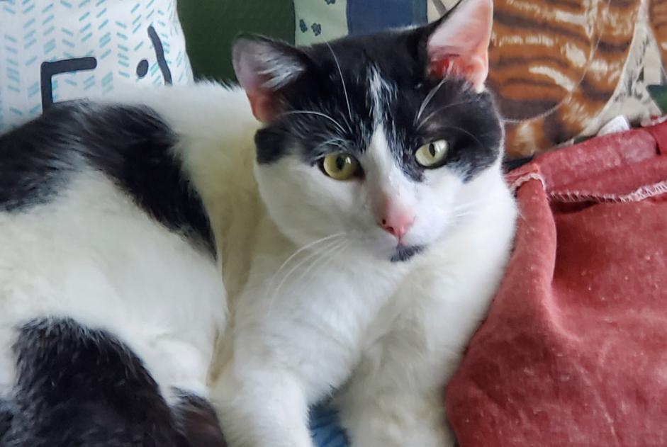 Discovery alert Cat miscegenation Unknown Chartres France