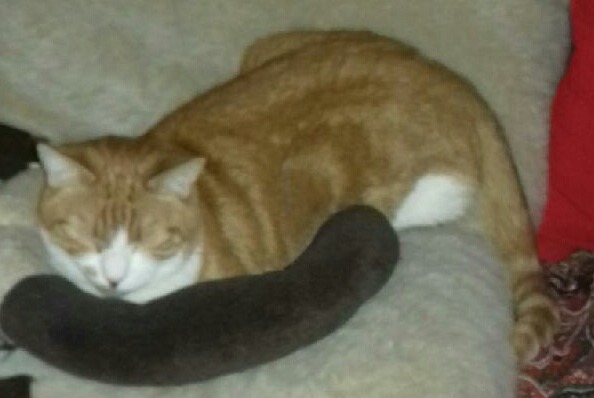 Disappearance alert Cat  Male , 11 years Oulins France