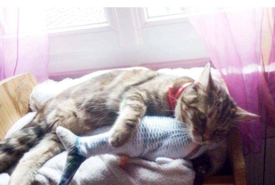Disappearance alert Cat  Female , 2 years Nogent-le-Rotrou France