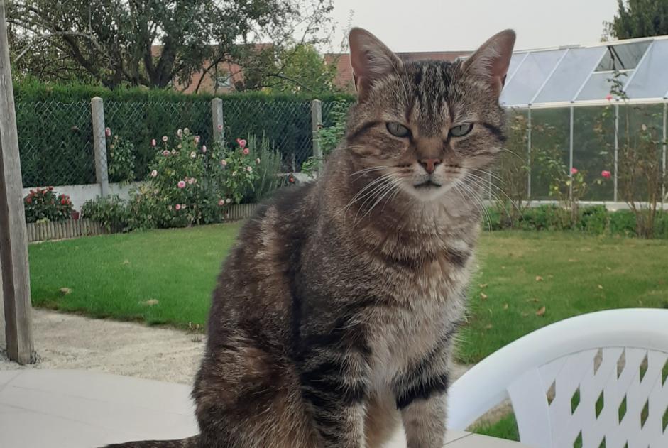 Alerta de Desaparición Gato Macho , 6 años Brou Francia