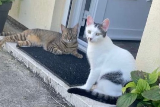 Alerta de Desaparición Gato Hembra , 2 años Ouarville Francia Alerta de Desaparición Gato Hembra , 2 años Ouarville Francia