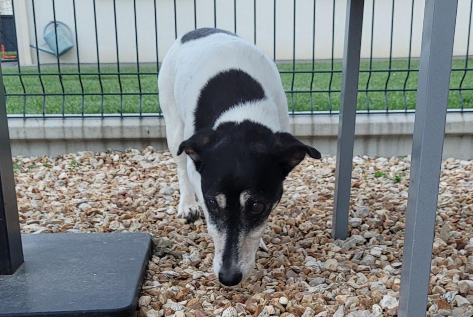 Alerta de Hallazgo Perro Hembra Lèves Francia
