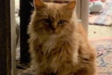 Alerte Disparition Chat Mâle , 2 ans Saint-Sauveur-Marville France Alerte Disparition Chat Mâle , 2 ans Saint-Sauveur-Marville France