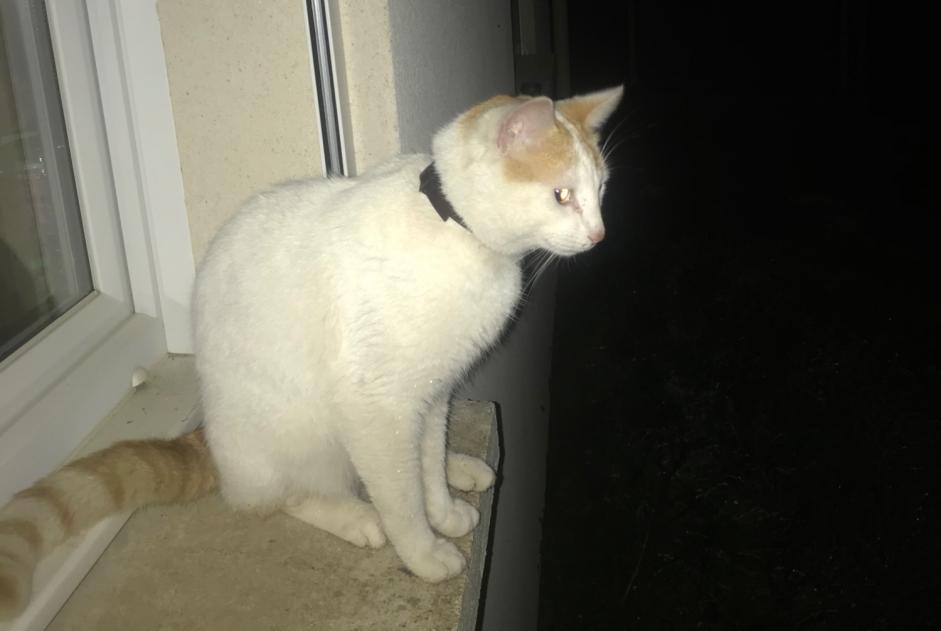Alerte Découverte Chat croisement Mâle Auneau-Bleury-Saint-Symphorien France