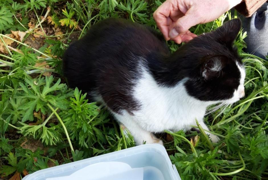 Alerte Découverte Chat Femelle Digny France Alerte Découverte Chat Femelle Digny France