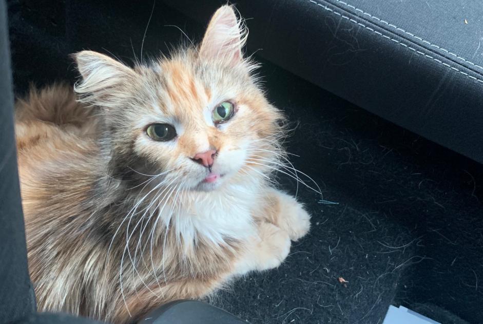 Alerte Découverte Chat croisement Femelle Dreux France Alerte Découverte Chat croisement Femelle Dreux France