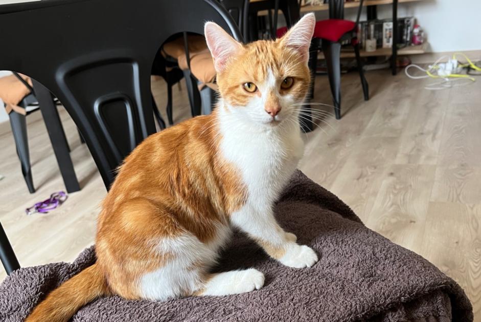 Alerte Découverte Chat Femelle , Entre 4 et 6 mois Chartres France Alerte Découverte Chat Femelle , Entre 4 et 6 mois Chartres France