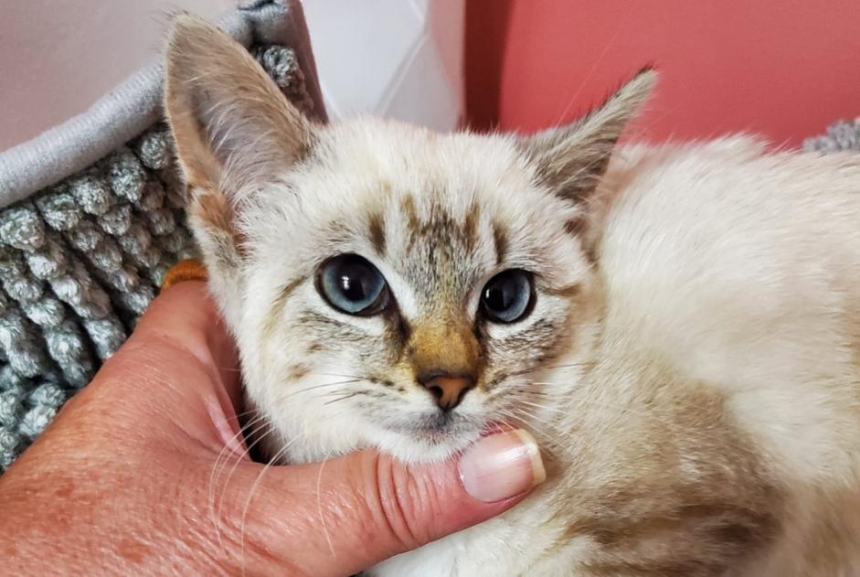Alerte Découverte Chat Femelle Sancheville France Alerte Découverte Chat Femelle Sancheville France