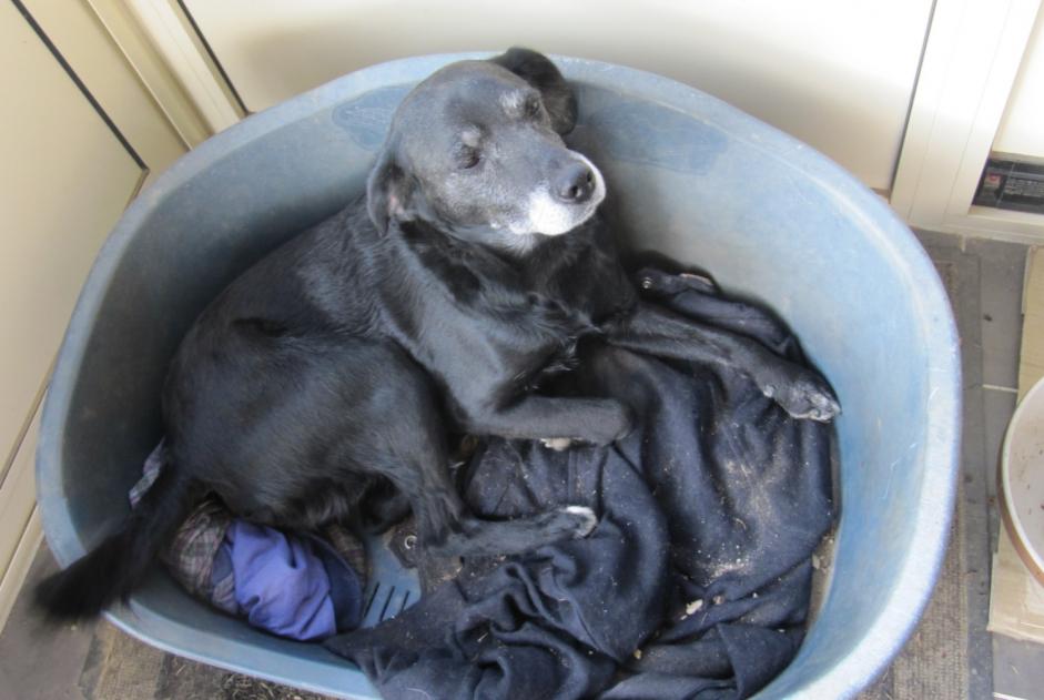 Alerte Disparition Chien croisement Mâle , 15 ans Loigny-la-Bataille France