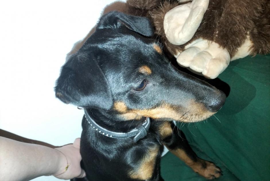 Alerte Découverte Chien Femelle , Entre 4 et 6 mois Barjouville France