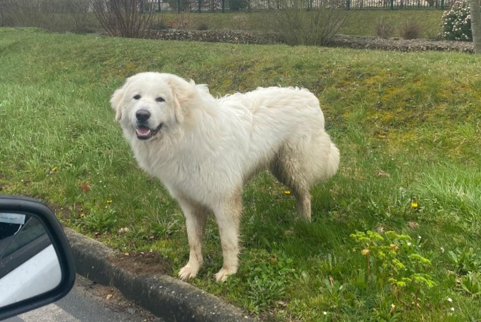 Alerte Découverte Chien Inconnu Lèves France Alerte Découverte Chien Inconnu Lèves France