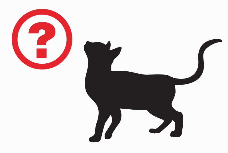 Alerte Disparition Chat croisement Mâle , 3 ans Fresnay-l'Évêque France Alerte Disparition Chat croisement Mâle , 3 ans Fresnay-l'Évêque France