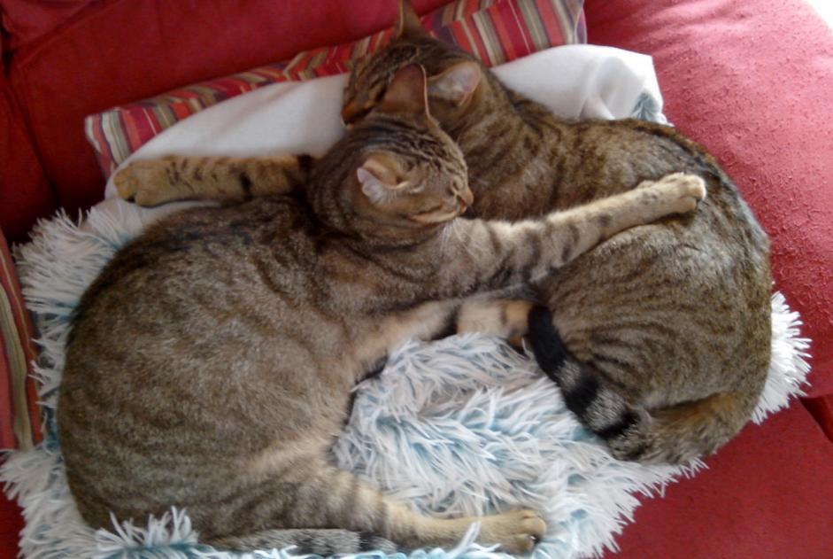 Avviso scomparsa Gatto Maschio , 6 anni Saint-Germain-le-Gaillard Francia Avviso scomparsa Gatto Maschio , 6 anni Saint-Germain-le-Gaillard Francia