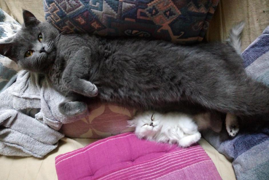 Avviso scomparsa Gatto incrocio di razze Maschio , 3 anni Dreux Francia Avviso scomparsa Gatto incrocio di razze Maschio , 3 anni Dreux Francia