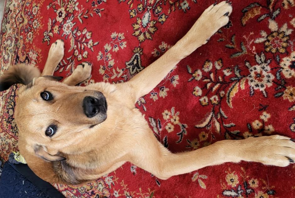Ontdekkingsalarm Hond rassenvermenging Mannetje , 1 jaar Louvilliers-lès-Perche Frankrijk
