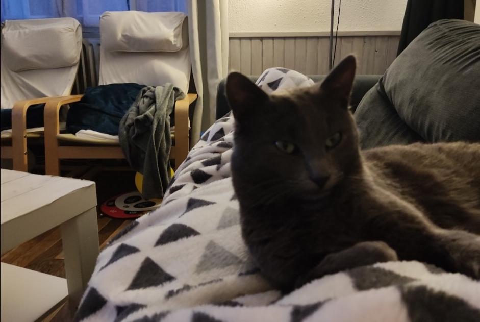 Verdwijningsalarm Kat  Mannetje , 3 jaar Dreux Frankrijk